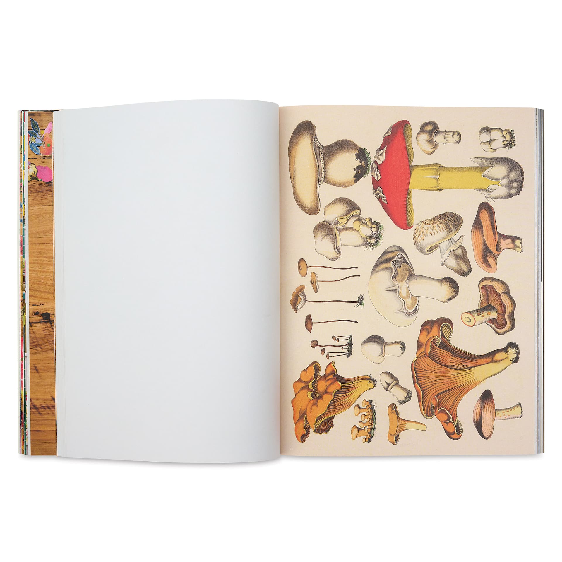 Cut-out Curiosities: Botanica, various mushrooms