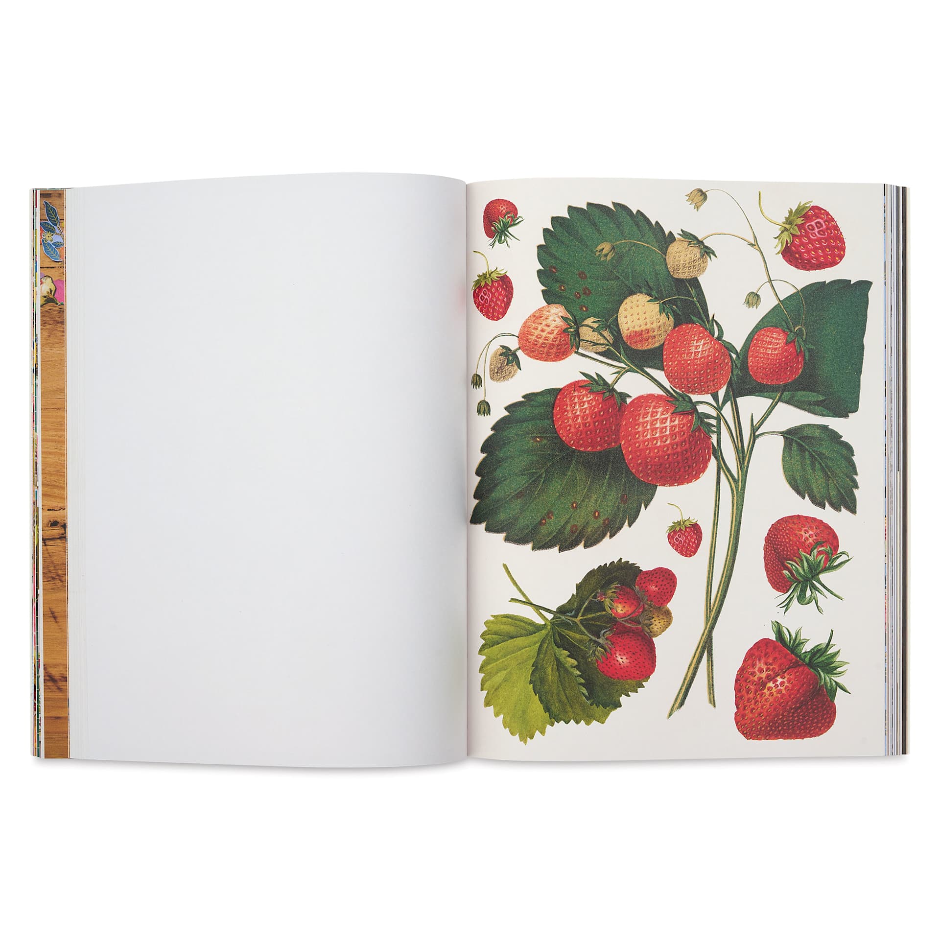 Cut-out Curiosities: Botanica, strawberries