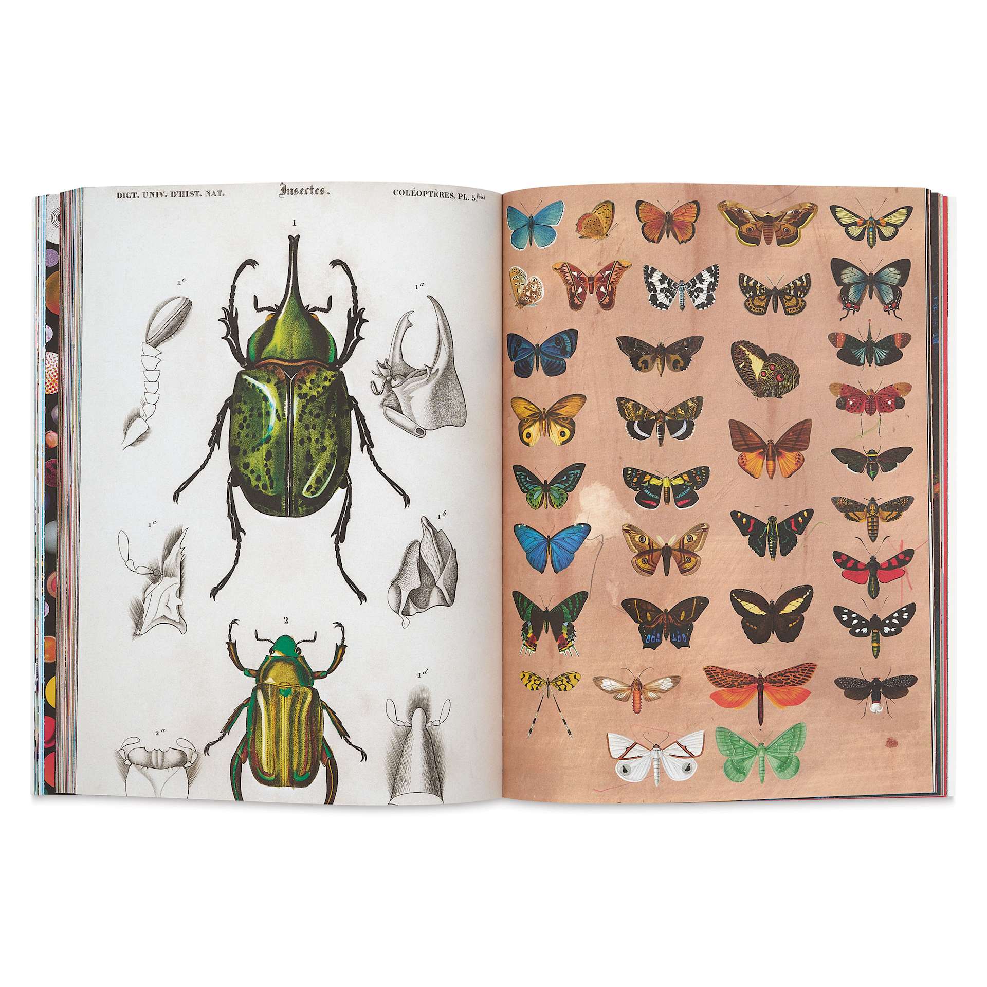 Cut-out Curiosities: Space, Science & Technology, insects