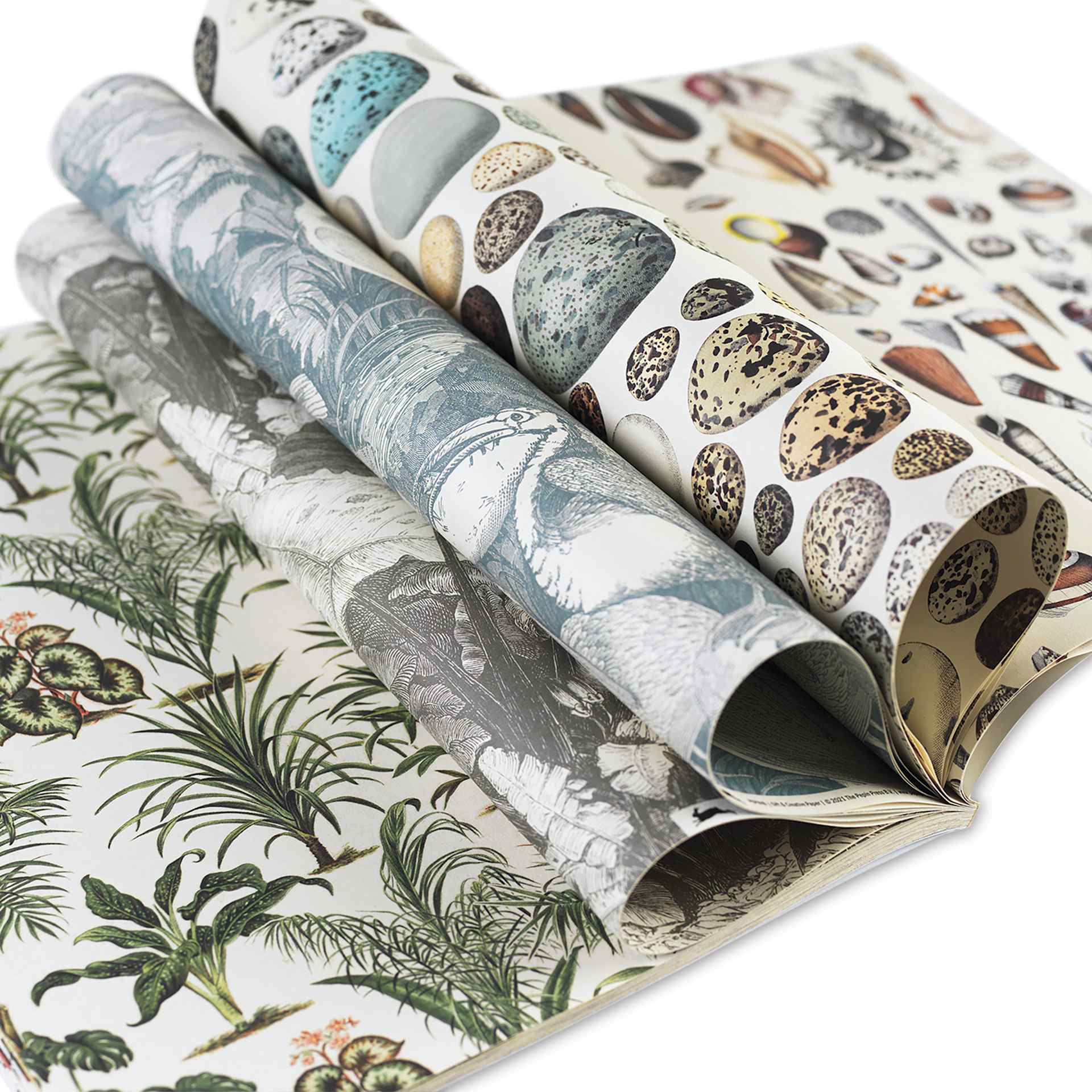 Pepin Press Creative Paper Book - Natural History, open