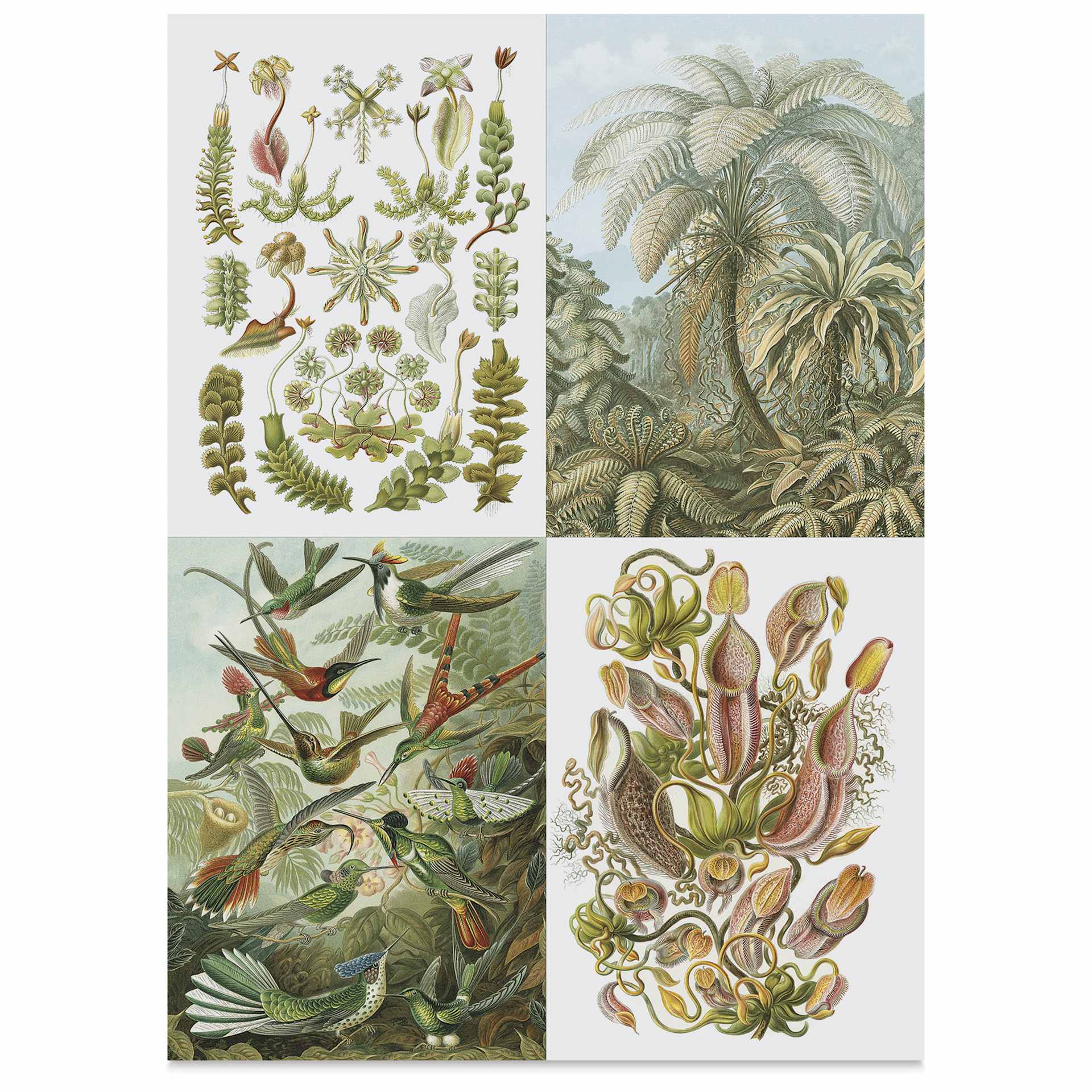 Labels, Stickers, and Tapes Book - Art Forms In Nature, 6-1/2" x 9-1/2", birds and plants