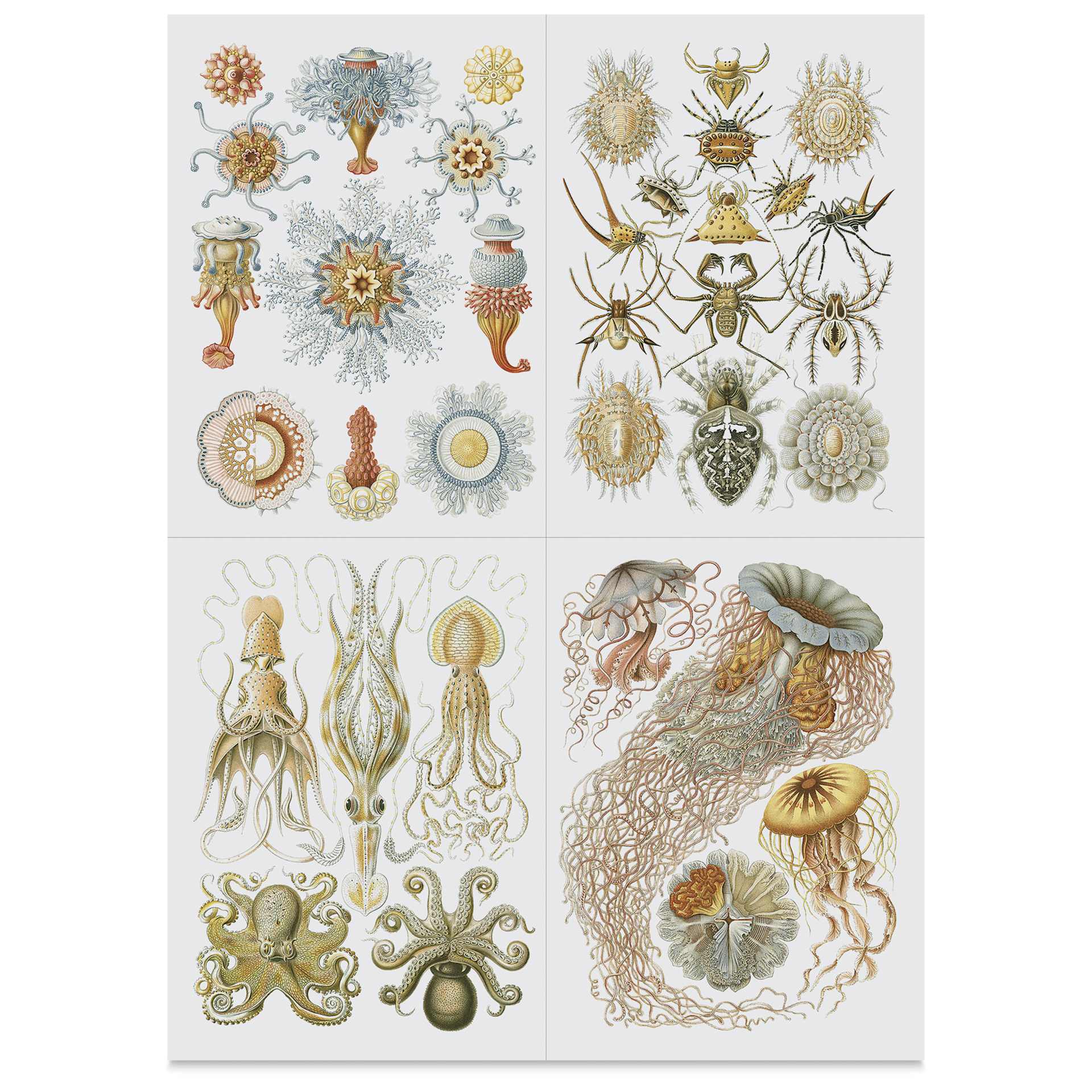 Pepin Press Label, Sticker & Tape Book - Art Forms In Nature, 6-1/2" x 9-1/2", insects and ocean life stickers