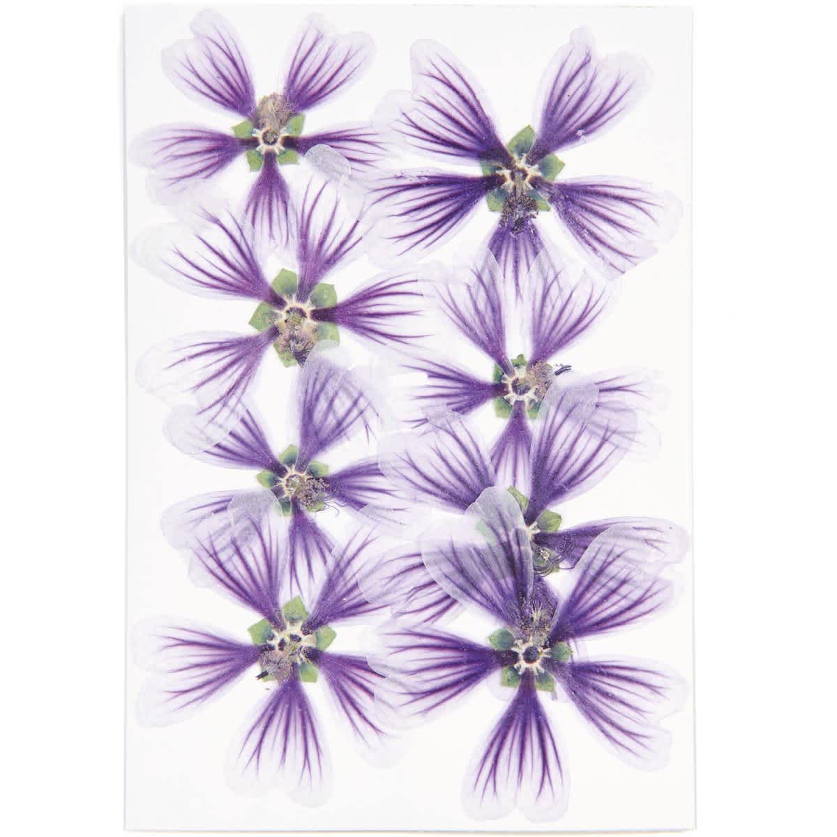 Pressed Flower & Plant Sets Hollyhock - Violet, 8/Pkg.