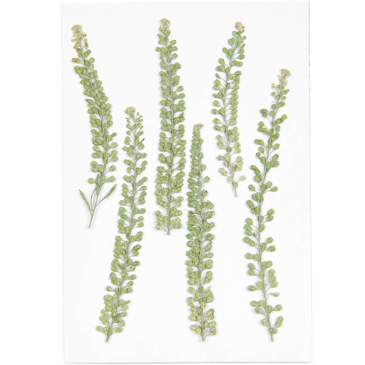 Pressed Flower & Plant Sets Cress - 6/Pkg.