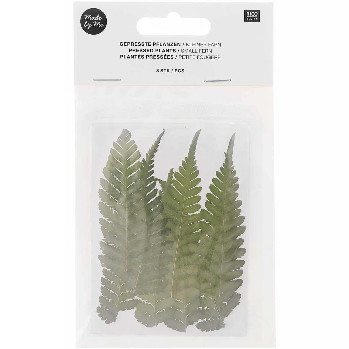 Rico Design Pressed Flowers - Small Fern Pkg of 8
