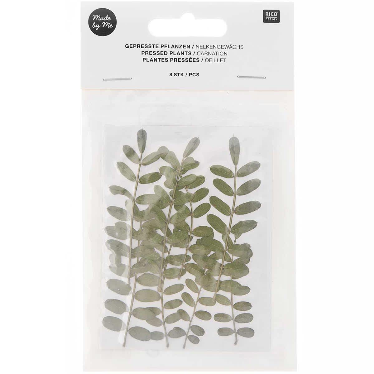 Pressed Flower & Plant Sets Carnation - 8/Pkg.