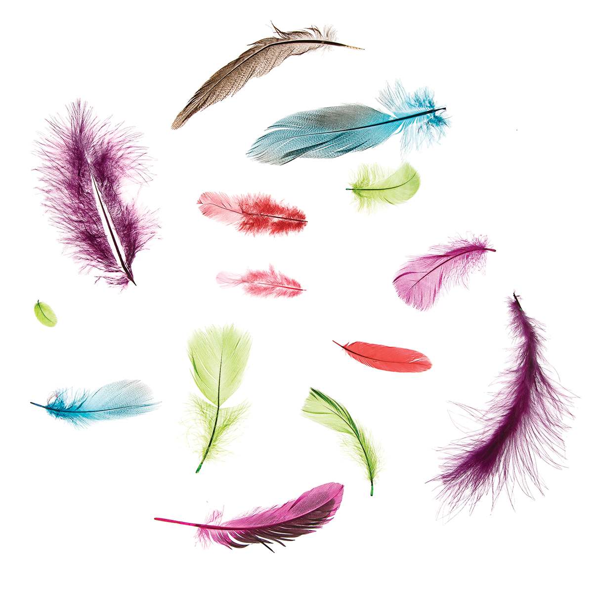 Darice Value Pack Feathers