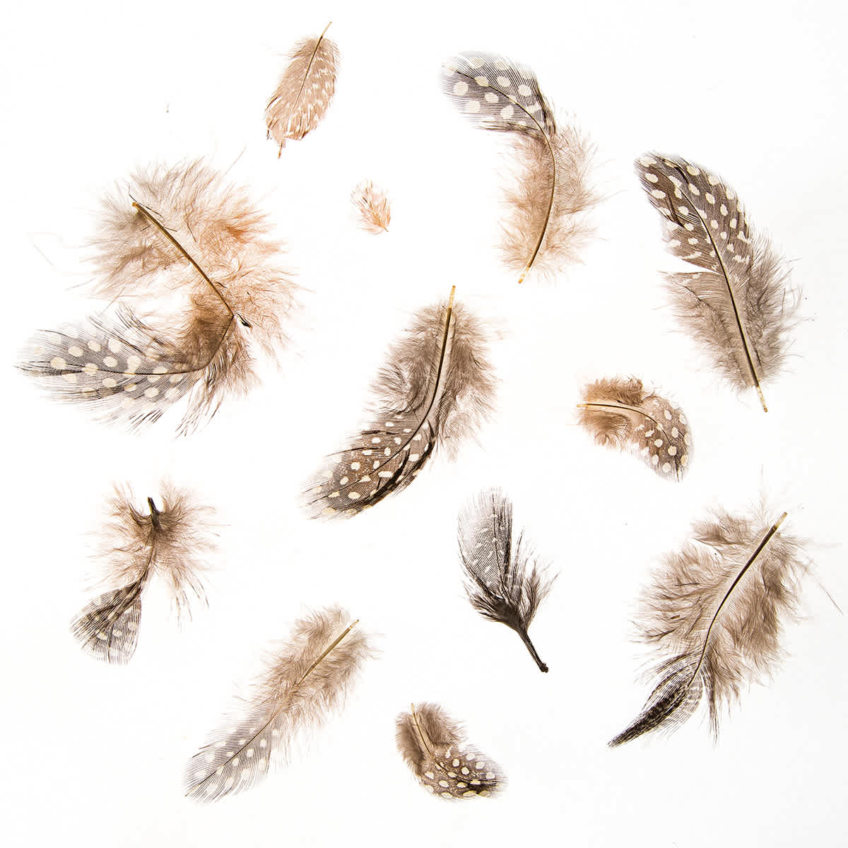Darice Guinea Feathers