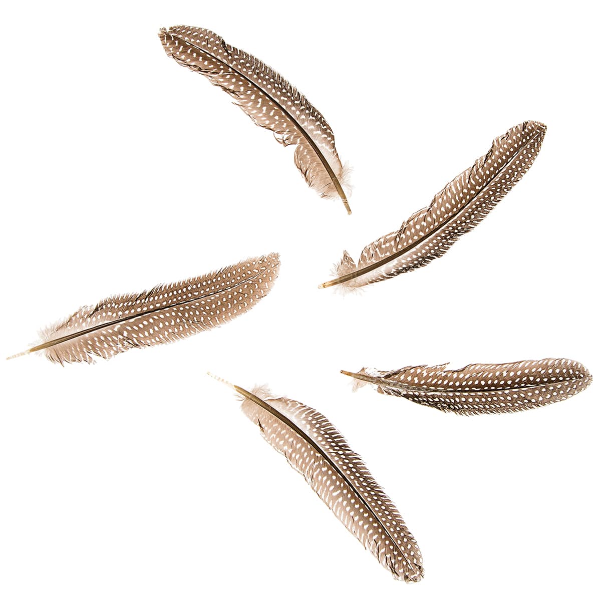 Darice Guinea Feathers