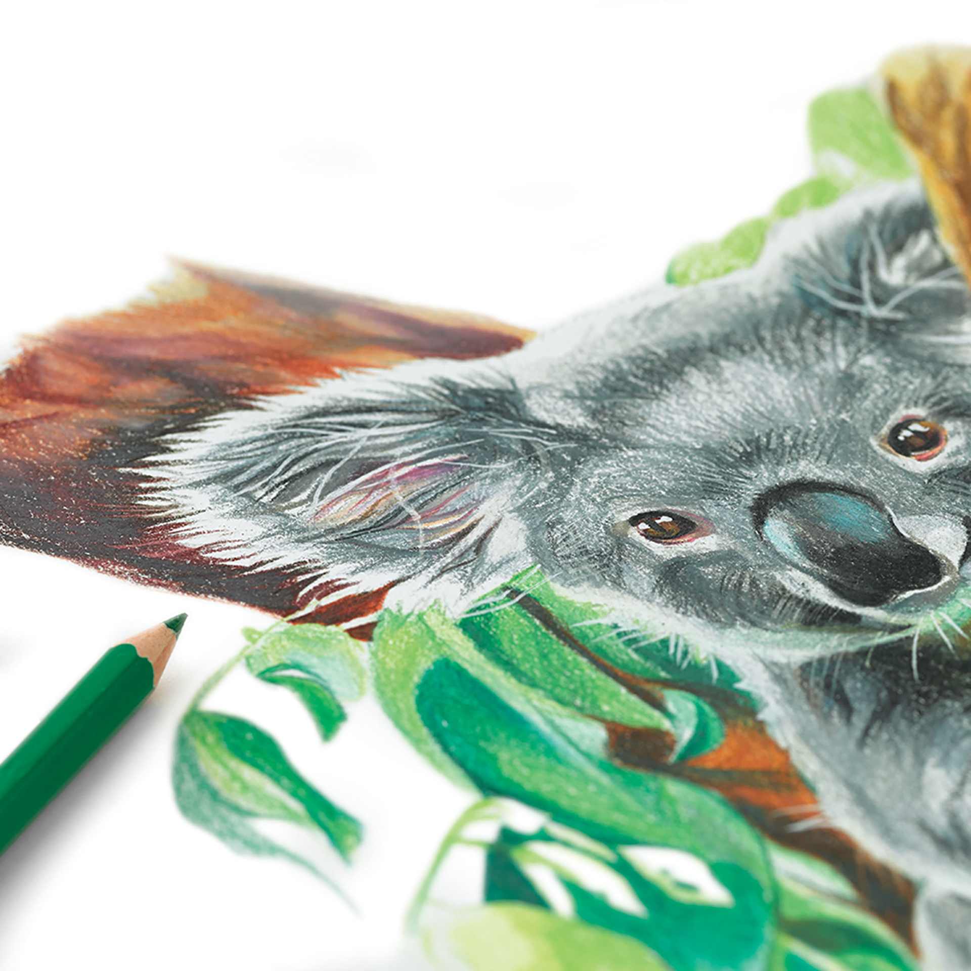 artPOP! Premium Colored Pencils - Set of 12 (drawing of a koala)