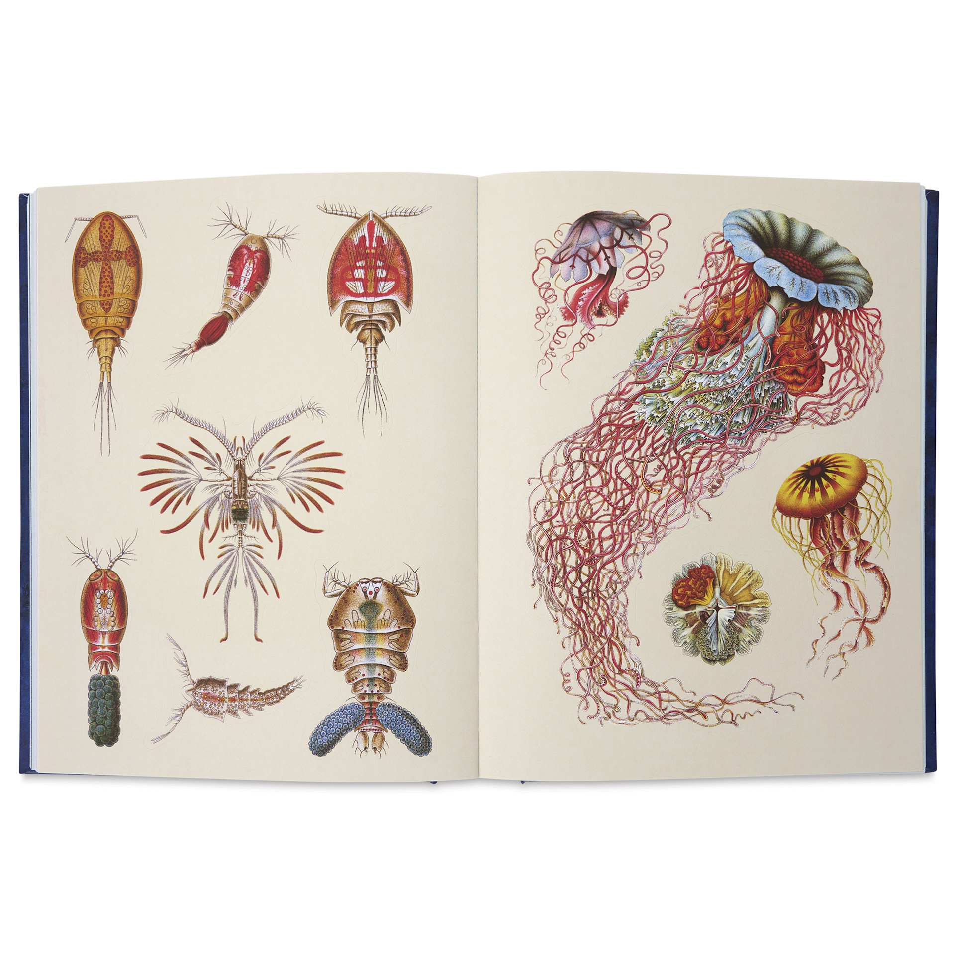 The Antiquarian Sticker Book, ocean life stickers