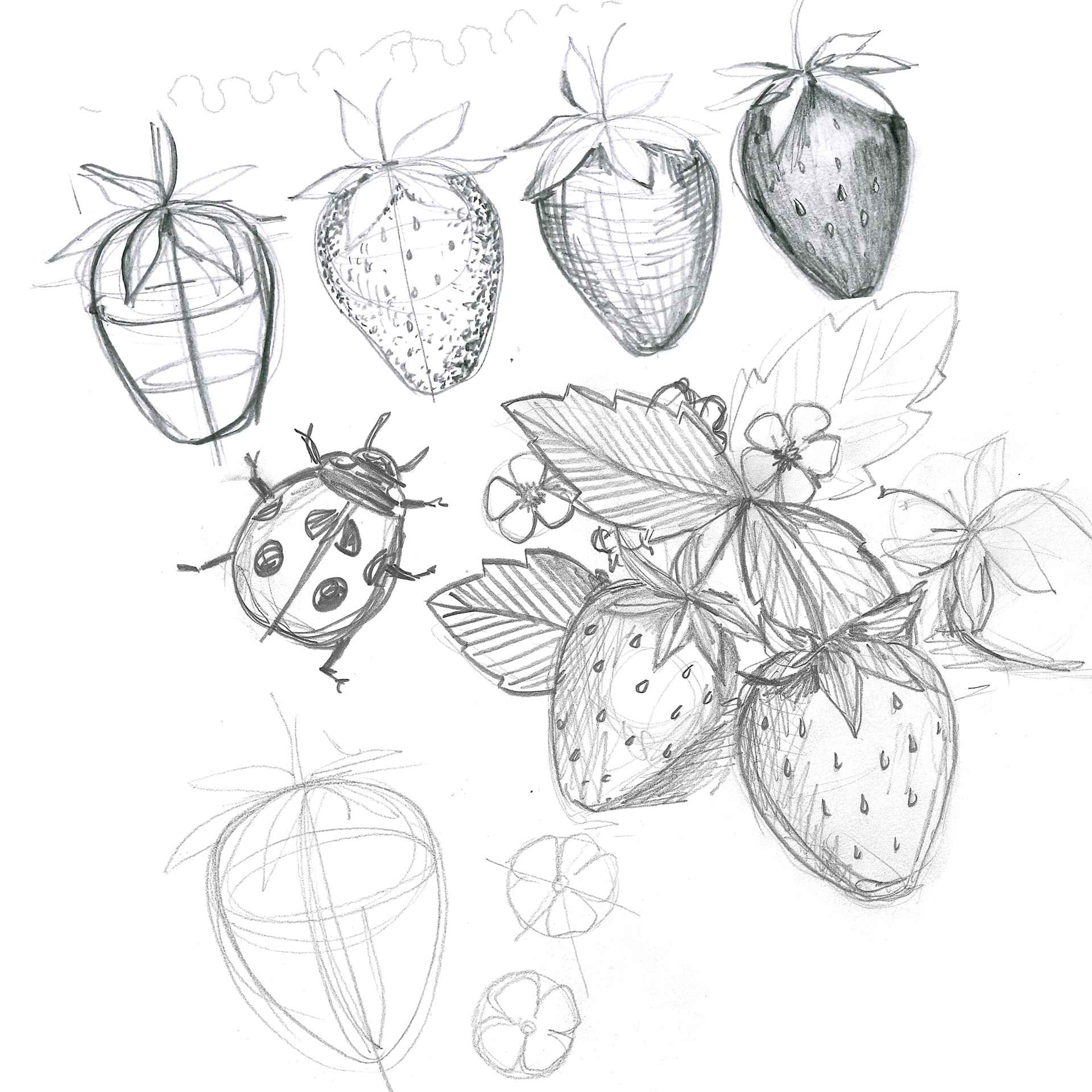 Faber-Castell Step-by-Step Drawing & Sketching Kit, strawberry and ladybug sketch