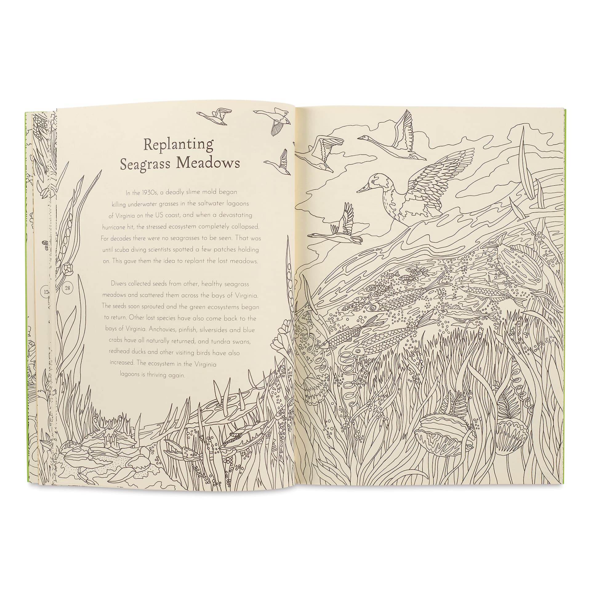 Return of the Wild Coloring Book, "Replanting Seagrass Meadows"