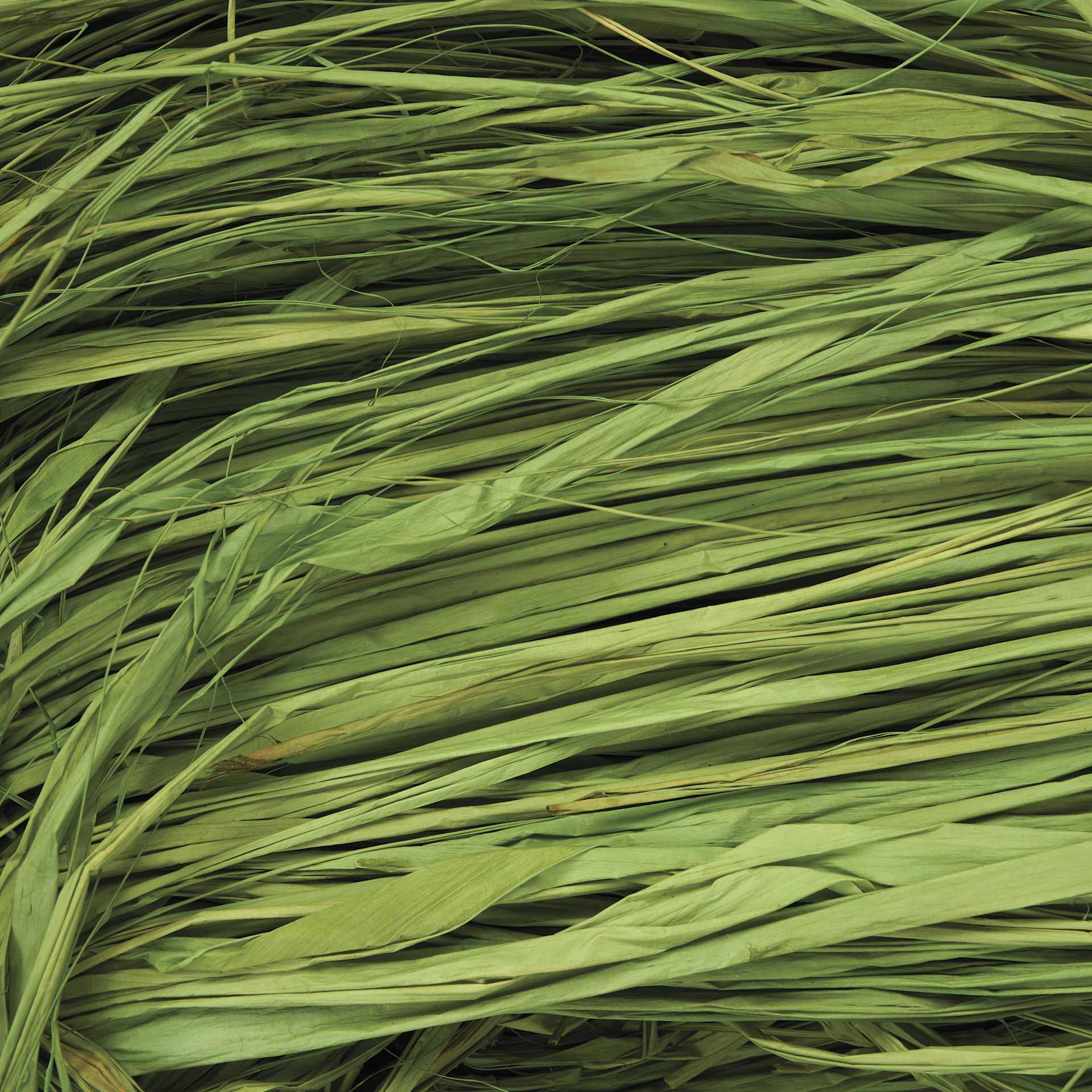 SuperMoss Raffia - Basil - close-up