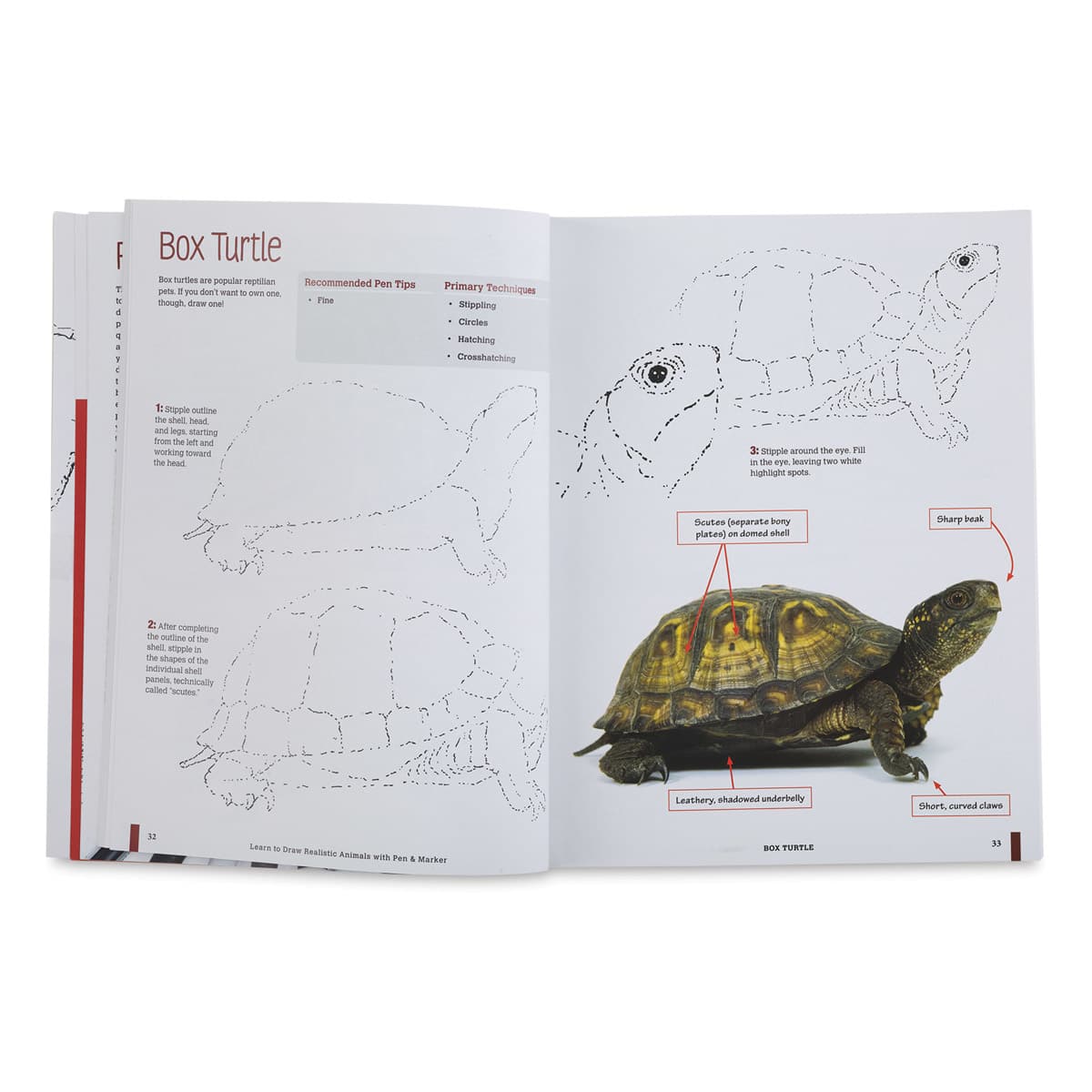 Learn to Draw Realistic Animals with Pen and Marker Page, Turtle