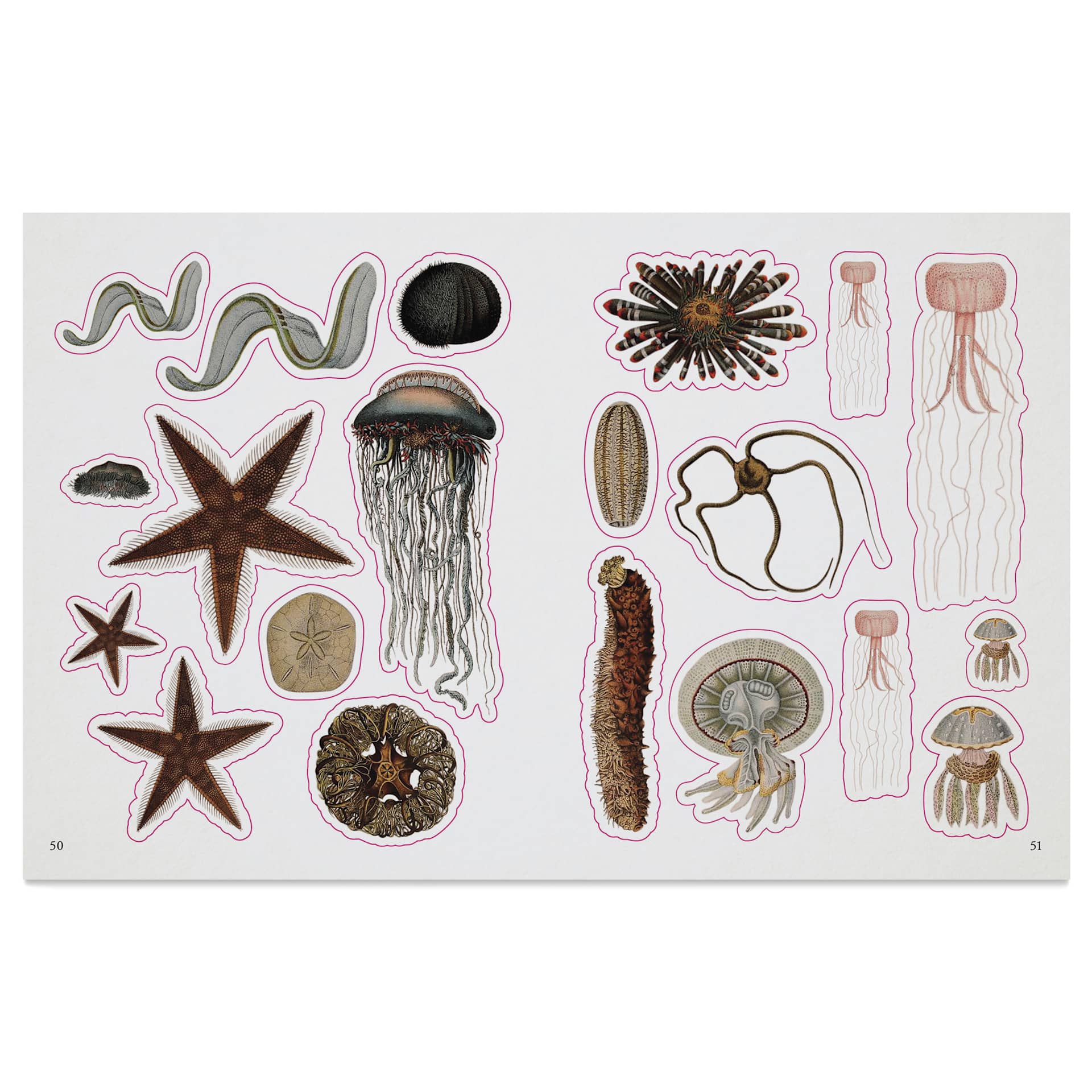 The Seashore Sticker Anthology, starfish and jellyfish