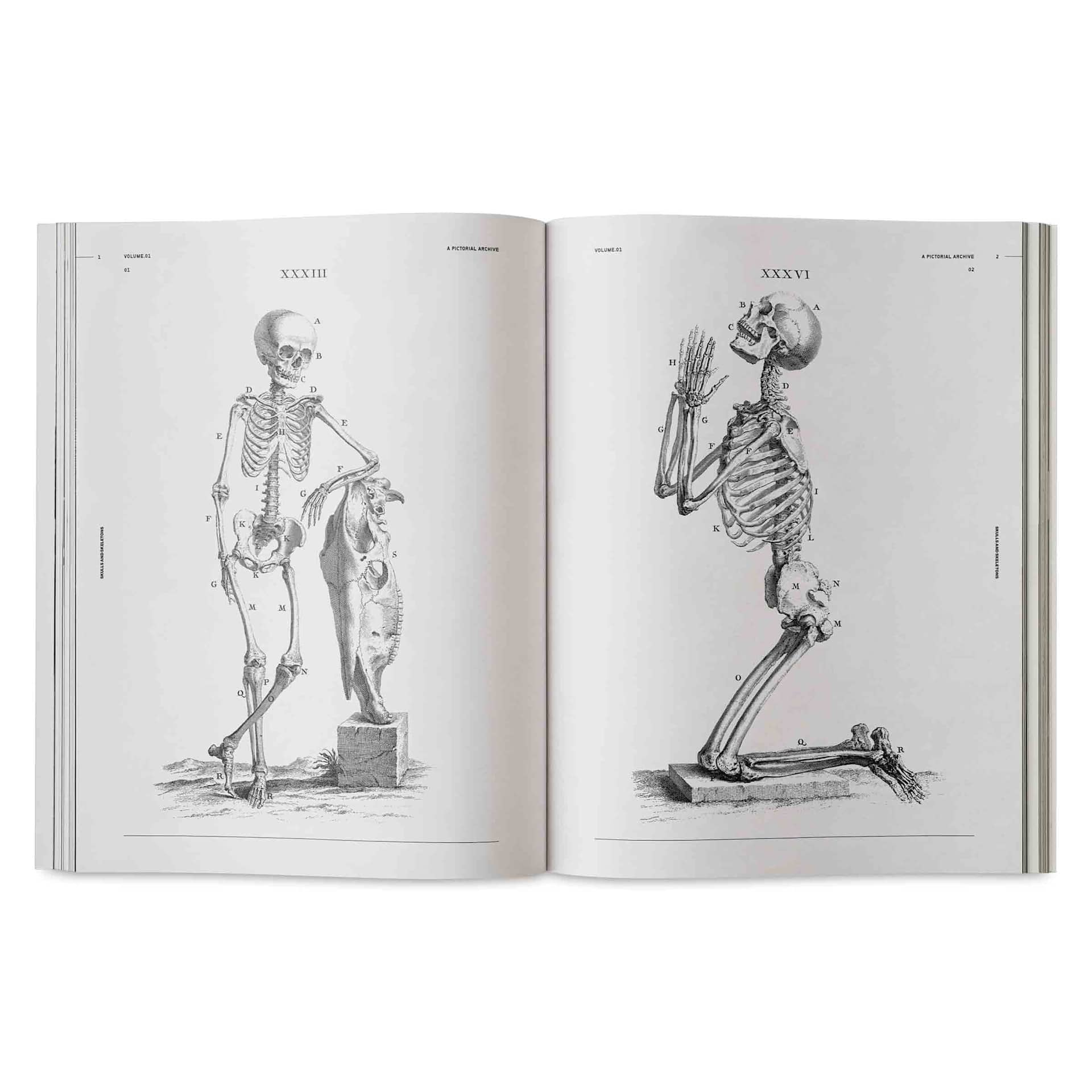 Vault Editions Skulls and Skeletons: An Image Archive for Artists and Designers, skeleton with animal skull