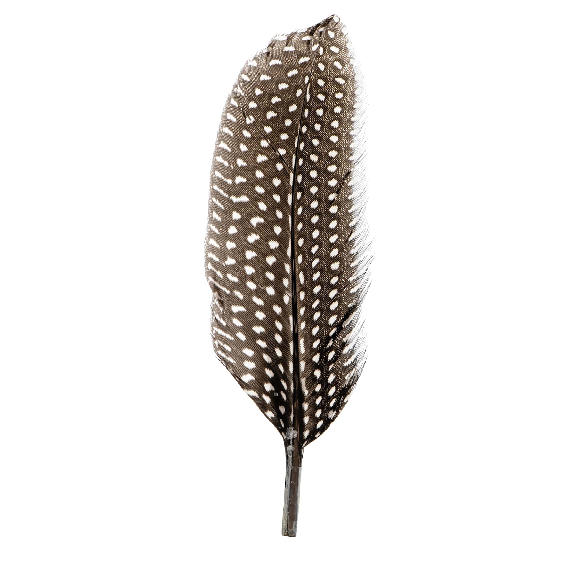 John Bead Guinea Fowl Quill Feathers - White - single feather