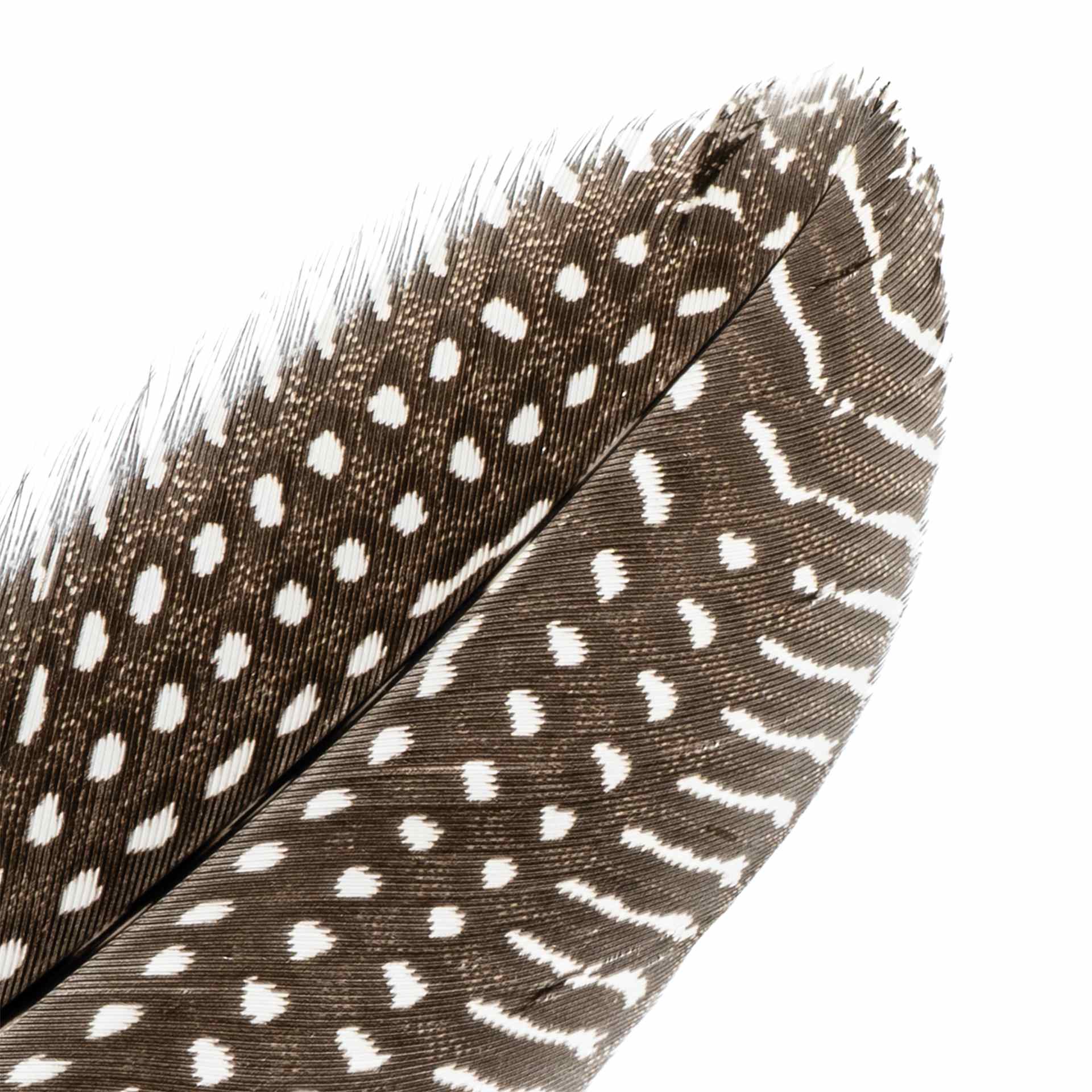 John Bead Guinea Fowl Quill Feathers - White - close-up of feather tip