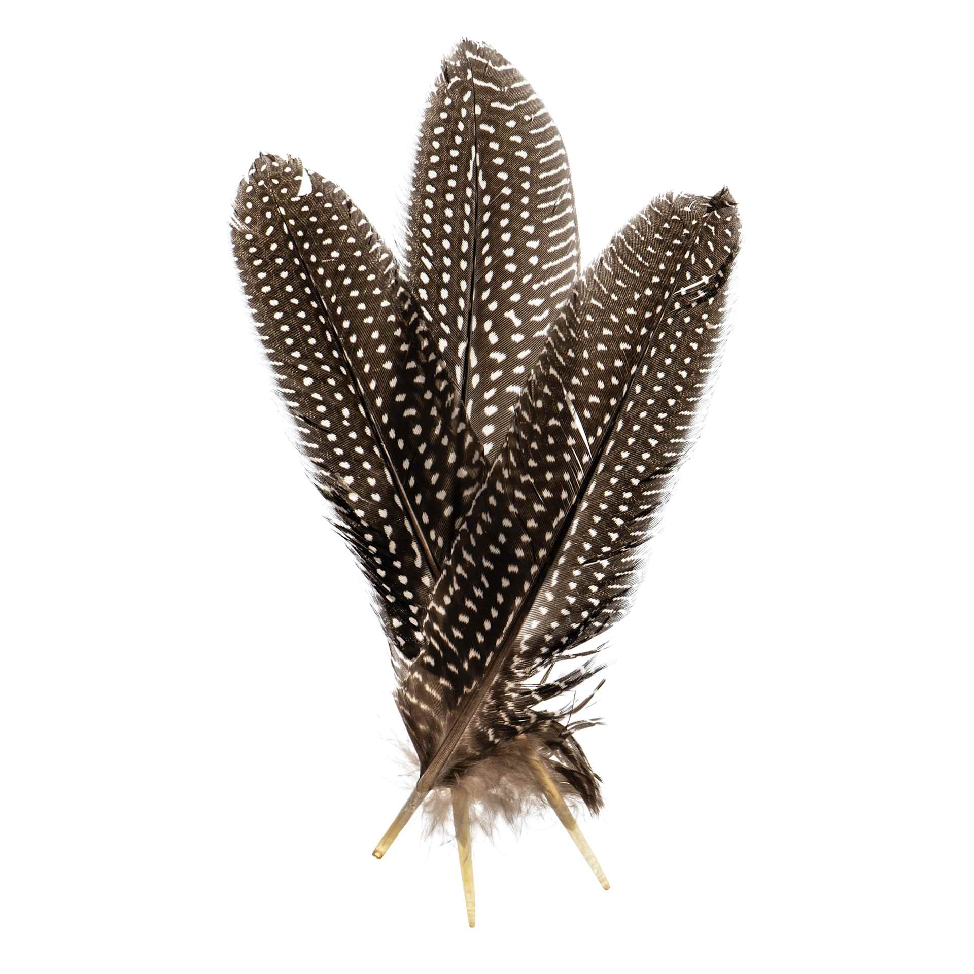 John Bead Guinea Fowl Quill Feathers - White