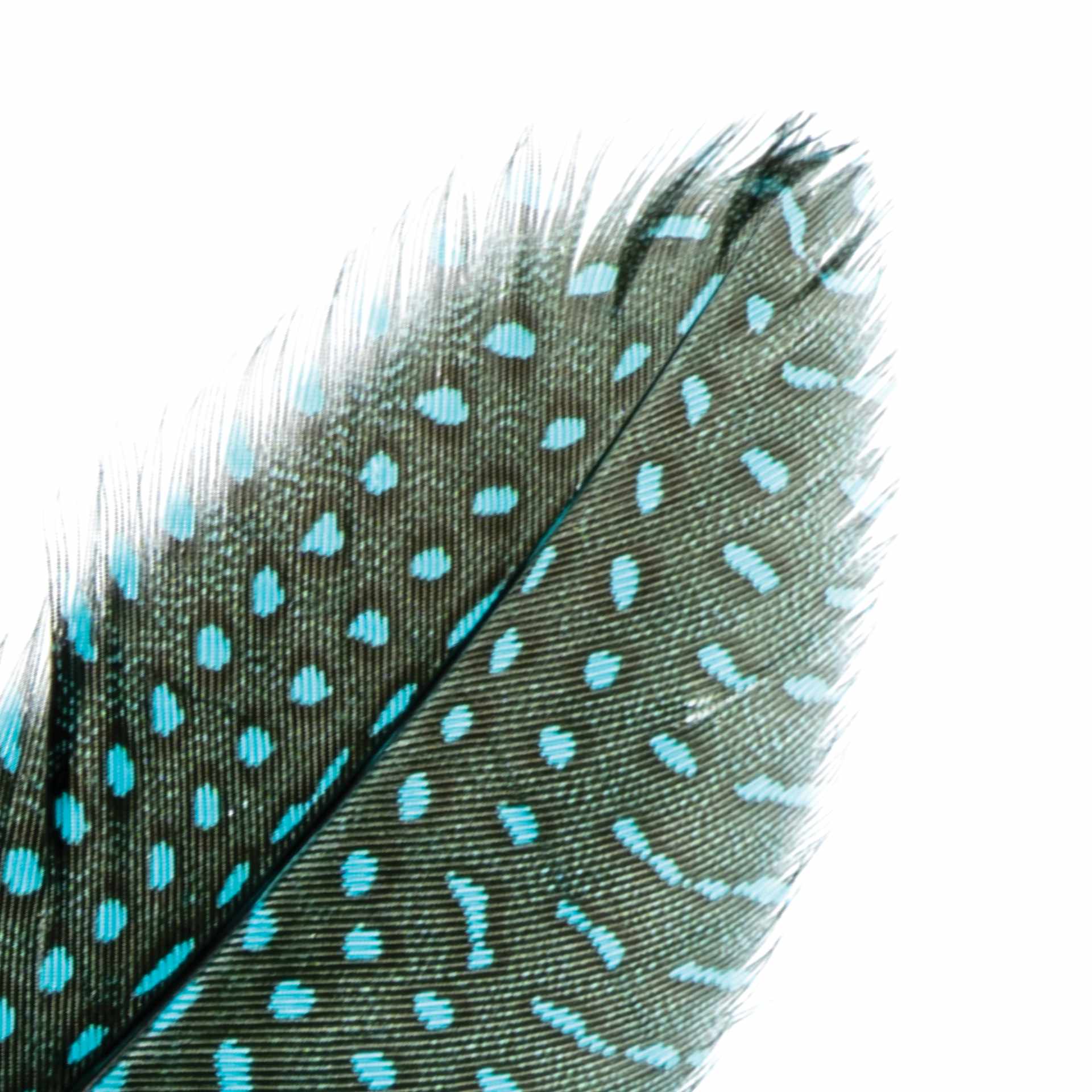 John Bead Guinea Fowl Quill Feathers - Turquoise - close-up of feather tip