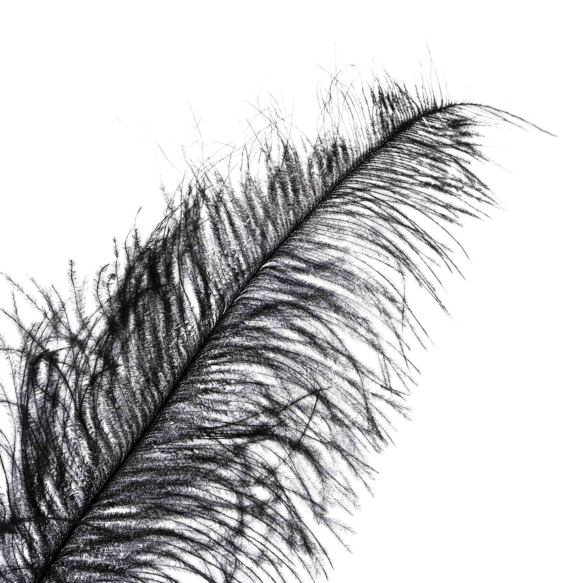 John Bead Ostrich Spad Feather - Black - close-up of tip