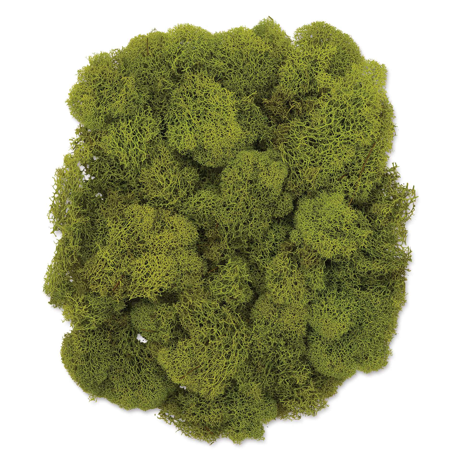 SuperMoss Preserved Reindeer Moss - Chartreuse
