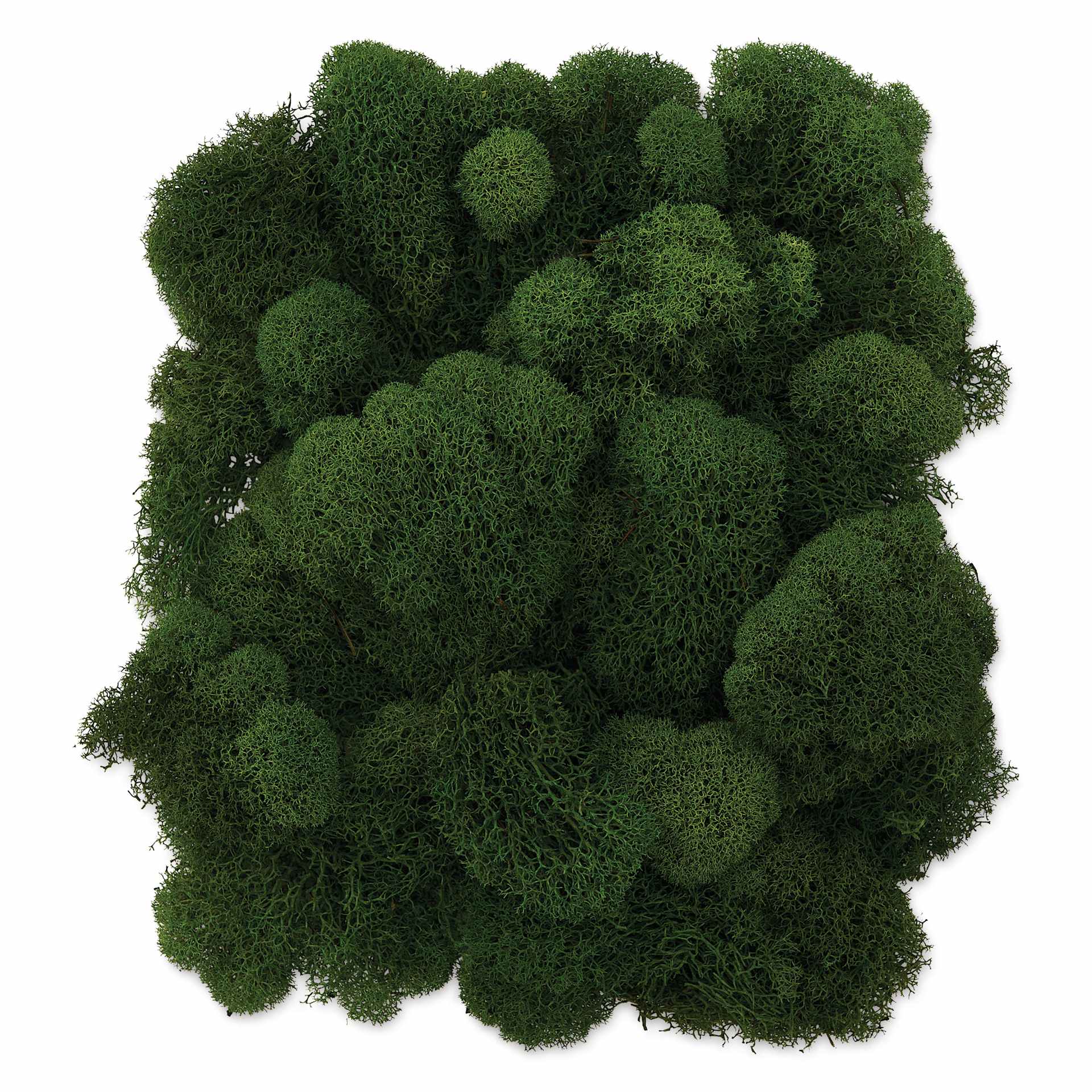 SuperMoss Preserved Reindeer Moss - Basil