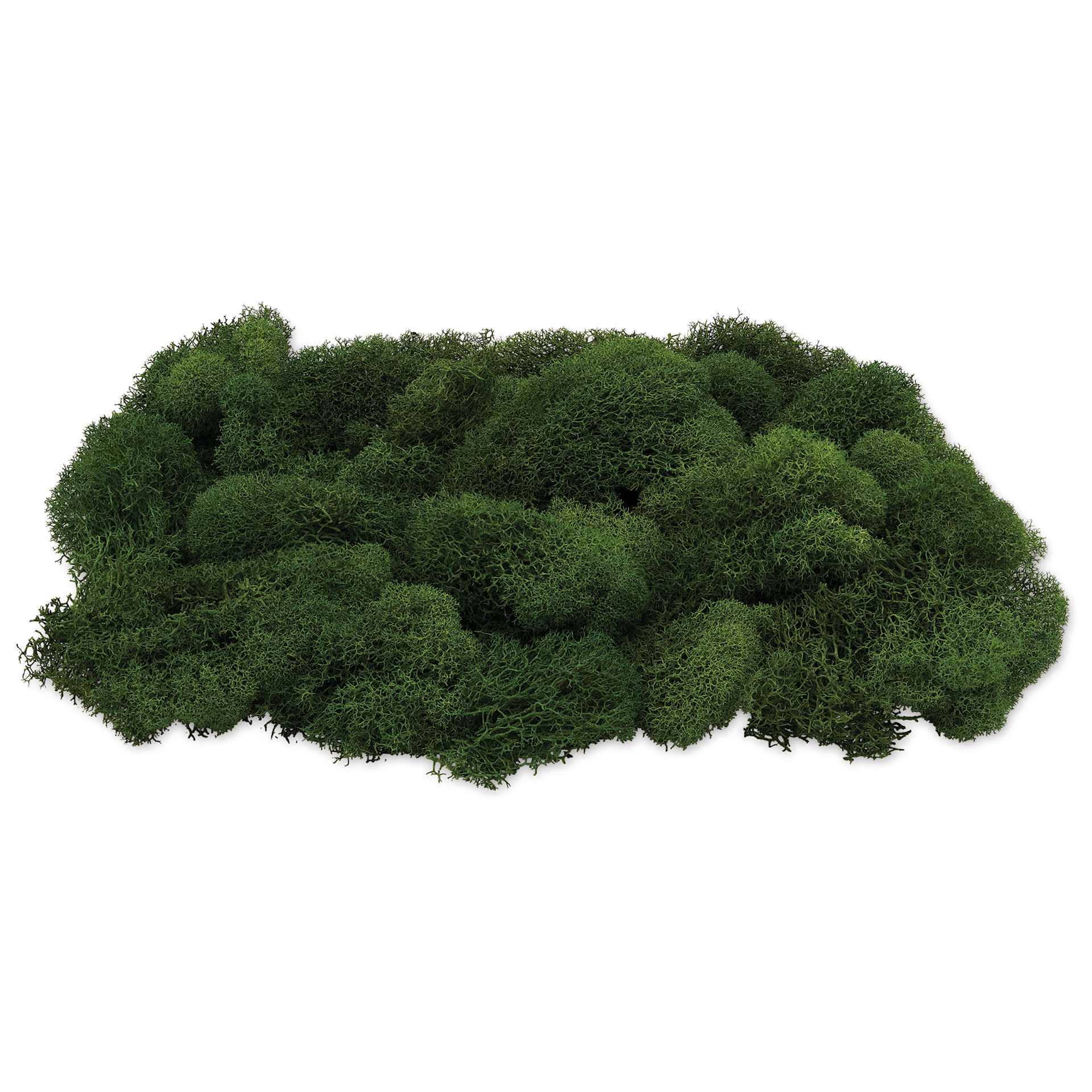 SuperMoss Preserved Reindeer Moss - Basil, side view