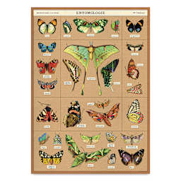 Cavallini Entomology Printed Paper - 20" x 28"