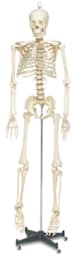 Life Size Skeleton - Front view of assembled skeleton on stand