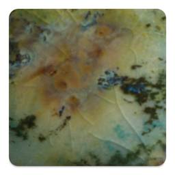 Mayco Jungle Gems Crystal Glaze - Mountain Moss, Cone 6 oxidation