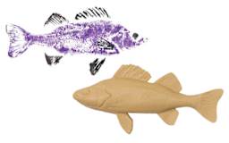 Gyotaku Fish Printing Replicas - Perch Fish form shown with example of printed art possible