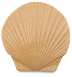 Scallop Shell