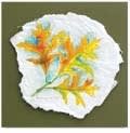 botanical illustration