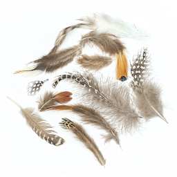 Creativity Street Natural Feather Assortment - Different types of feathers shown scattered