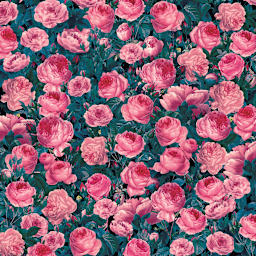 Cricut Infusible Ink Patterned Transfer Sheets - Cabbage Rose