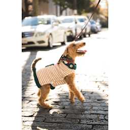 Lion Brand Wool-Ease Yarn - dog wearing finished sweater example