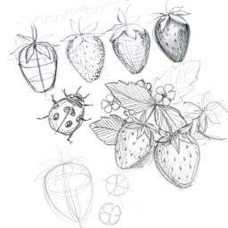 Faber-Castell Step-by-Step Drawing & Sketching Kit, strawberry and ladybug sketch