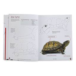 Learn to Draw Realistic Animals with Pen and Marker Page, Turtle
