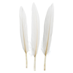 John Bead Duck Quill Feathers - White - three feathers