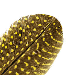 John Bead Guinea Fowl Quill Feathers - Yellow - close-up of feather tip