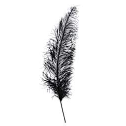 John Bead Ostrich Spad Feather - Black - upright