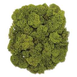 SuperMoss Preserved Reindeer Moss - Chartreuse