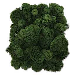 SuperMoss Preserved Reindeer Moss - Basil