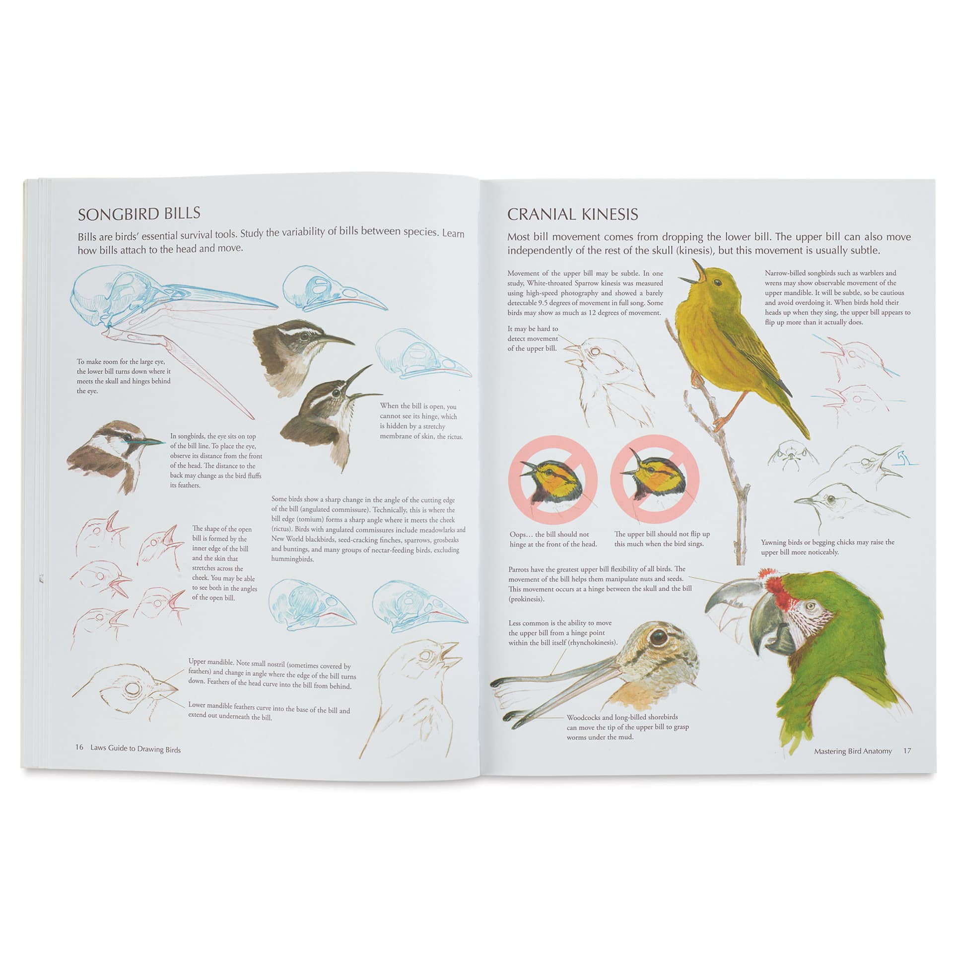 The Laws Guide to Drawing Birds | BLICK Art Materials