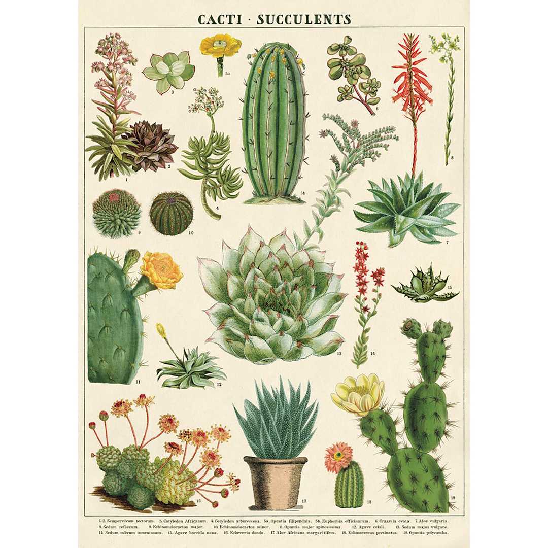 Open in modal - Cavallini Cacti and Succulents Gift Wrap