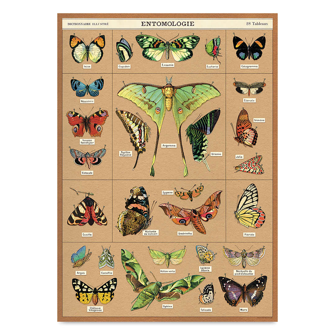 Open in modal - Cavallini Entomology Printed Paper - 20" x 28"