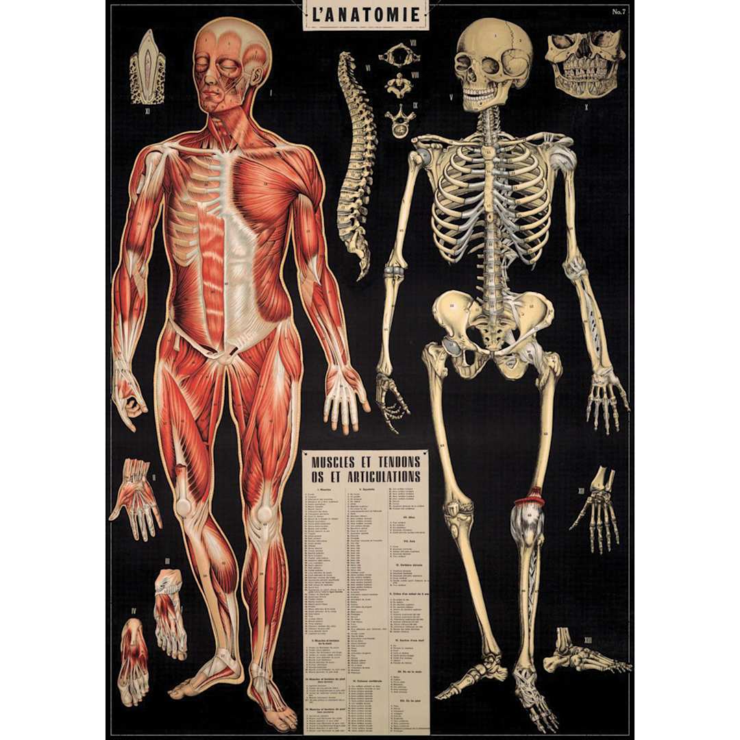 Open in modal - Cavallini L'anatomie Gift Wrap