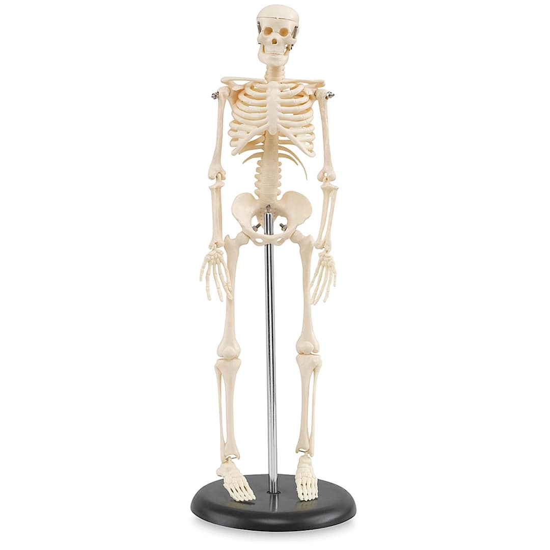 Open in modal - My First Skeleton - Shown erect on included stand